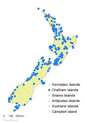 Dicksonia squarrosa distribution map based on databased records at AK, CHR and WELT. 
 Image: K. Boardman © Landcare Research 2015 CC BY 3.0 NZ